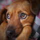 Illustration for article titled Veterinarians Say Pet Owners Are Hurting Animals to Get Opioidsem/em